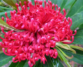Booderee National Park: Green Patch And Telegraph Creek Walking Tracks - Tourism Caloundra 3