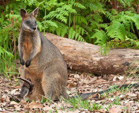 Booderee National Park: Green Patch And Telegraph Creek Walking Tracks - Tourism Caloundra 7