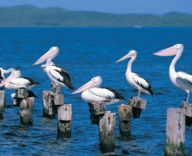 Walpole-Nornalup Inlets - Tourism Caloundra 1