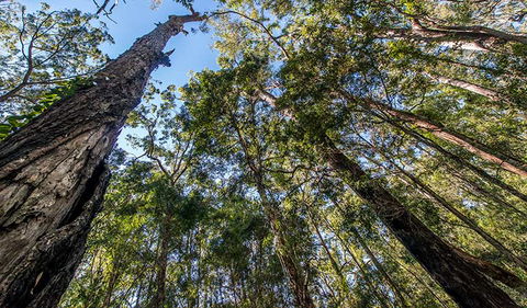 Brimbin Nature Reserve - Tourism Caloundra 3