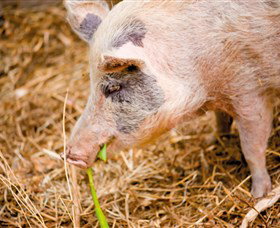 Djanbung Permaculture Gardens - Tourism Caloundra 0