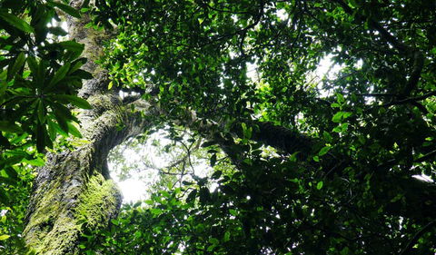 Wollumbin National Park - Tourism Caloundra 1