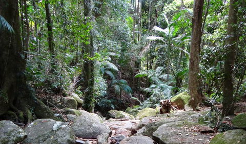 Wollumbin National Park - Tourism Caloundra 2
