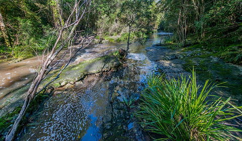 Dawson River Walking Track - Tourism Caloundra 0