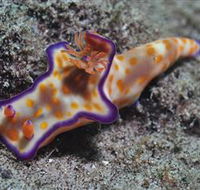 Curtain Artificial Reef Dive Site - Tourism Caloundra