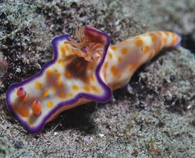 Curtain Artificial Reef Dive Site - Tourism Caloundra 0