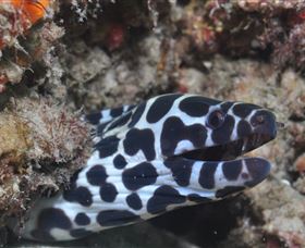Curtain Artificial Reef Dive Site - Tourism Caloundra 2
