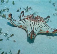 The Pines Dive Site - Tourism Caloundra