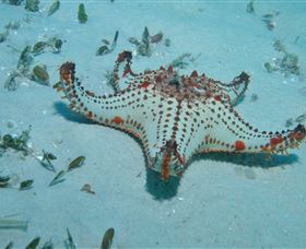 The Pines Dive Site - Tourism Caloundra 0
