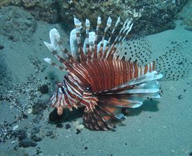 The Pines Dive Site - Tourism Caloundra 1