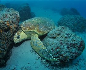 The Pines Dive Site - Tourism Caloundra 3