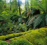 Errinundra National Park - Tourism Caloundra