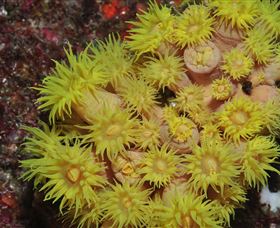 Gotham City Dive Site - Tourism Caloundra 2