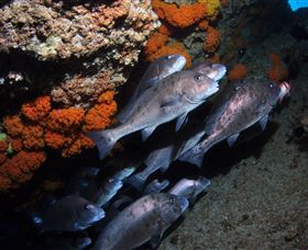 Gotham City Dive Site - Tourism Caloundra 3