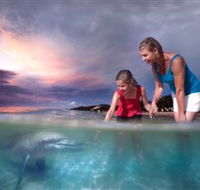 Tangalooma Dolphin Feeding - Tourism Caloundra