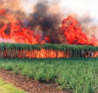 Reeves Family Sugar Cane Farm - Tourism Caloundra