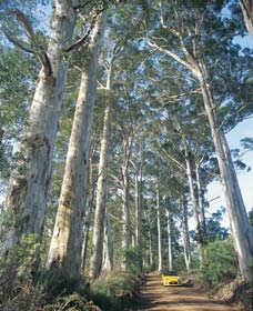 The Great Forest Trees Drive - Tourism Caloundra 0