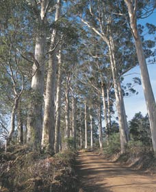 The Great Forest Trees Drive - Tourism Caloundra 1
