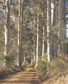 The Great Forest Trees Drive - Tourism Caloundra 2
