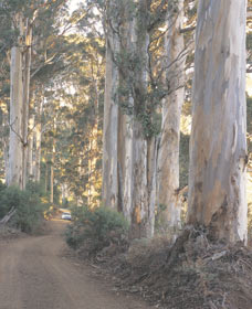 The Great Forest Trees Drive - Tourism Caloundra 3