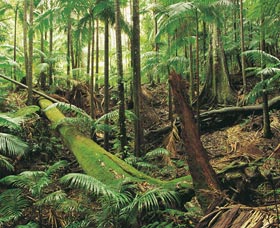 Wollumbin-Mount Warning National Park - Tourism Caloundra 0