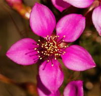 Flora - Tourism Caloundra