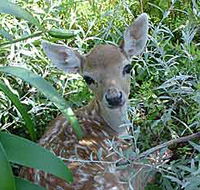 Mesopotamia Lodge Deer Park - Tourism Caloundra