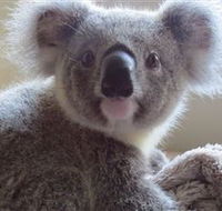 Koala Care Centre in Lismore - Tourism Caloundra
