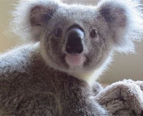 Koala Care Centre In Lismore - Tourism Caloundra 0
