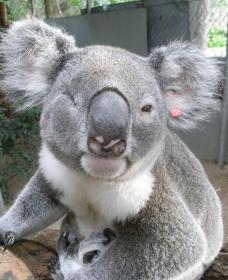 Koala Care Centre In Lismore - Tourism Caloundra 1