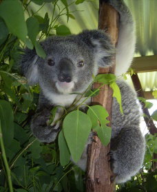 Koala Care Centre In Lismore - Tourism Caloundra 2