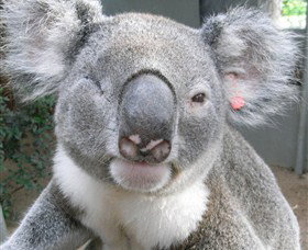 Koala Care Centre In Lismore - Tourism Caloundra 3