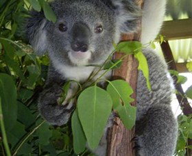 Koala Care Centre In Lismore - Tourism Caloundra 4