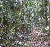 Big Scrub loop walking track - Tourism Caloundra