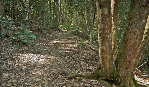 Whian Whian State Conservation Area - Tourism Caloundra 2