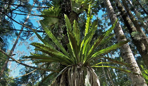Whian Whian State Conservation Area - Tourism Caloundra 0