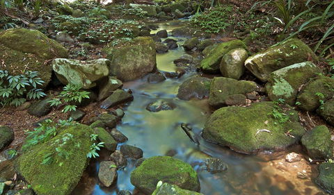 Whian Whian State Conservation Area - Tourism Caloundra 3
