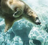 Australia's Sea World - Tourism Caloundra