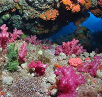 Cherubs Cave Dive Site - Tourism Caloundra