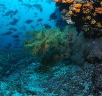Henderson Rock Dive Site - Tourism Caloundra