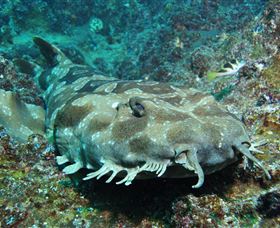 Henderson Rock Dive Site - Tourism Caloundra 2