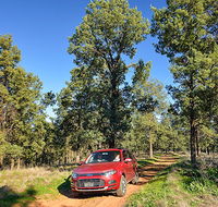 Wallingat Forest drive - Tourism Caloundra