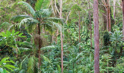 Ulidarra National Park - Tourism Caloundra 3