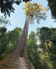 Burrawan State Forest - Tourism Caloundra 1