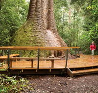 Burrawan State Forest - Tourism Caloundra