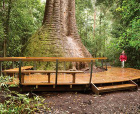 Burrawan State Forest - Tourism Caloundra 0