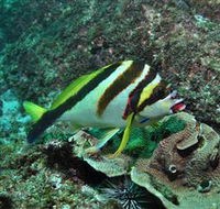 Palm Beach Reef Dive Site - Tourism Caloundra