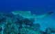 Palm Beach Reef Dive Site - thumb 1