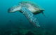 Palm Beach Reef Dive Site - thumb 2