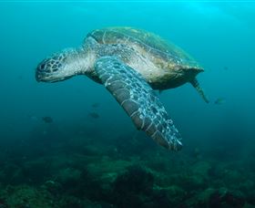 Palm Beach Reef Dive Site - Tourism Caloundra 2